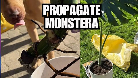 Easy Monstera Propagation Anyone Can Try!