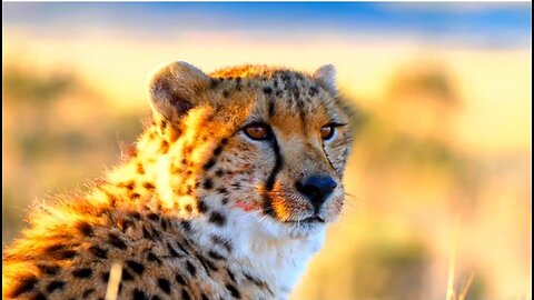 Beautiful Animal Video