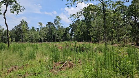 Pereira land video May 2025
