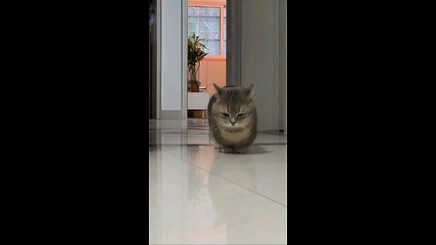 Cute Cat