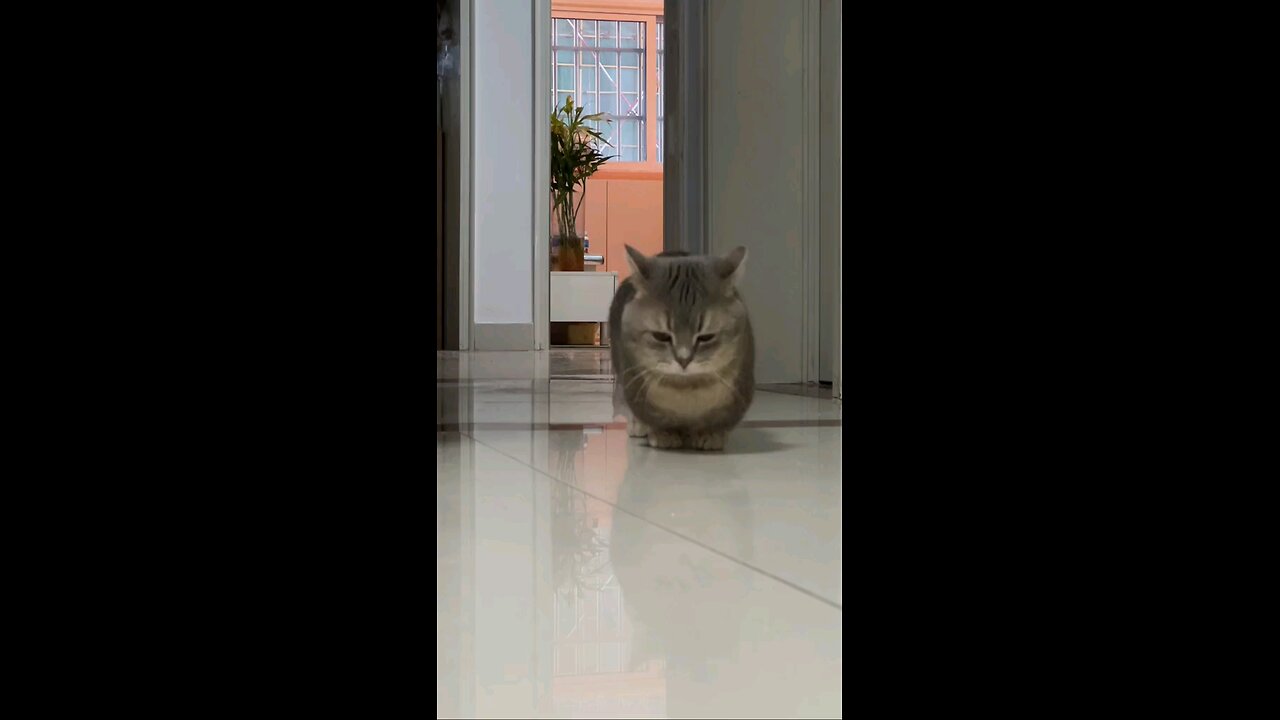 Cute Cat