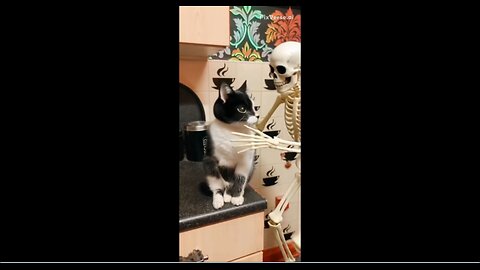 RIO 😺 WANTS TO LEARN TO DANCE 💃 SO HE IS GIVEN A SKELETON 💀PARTNER TO LEARN THE TANGO WITH
