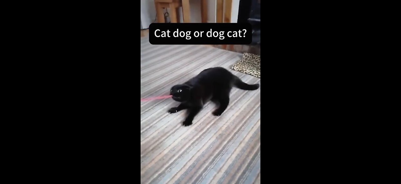 When You’re a Cat But Grew Up in a Dog Household... Send Help 🐾😹🐕
