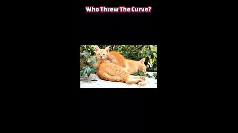 Marmalade Mysteries: Why Orange Cats Are Genetic Unicorns 