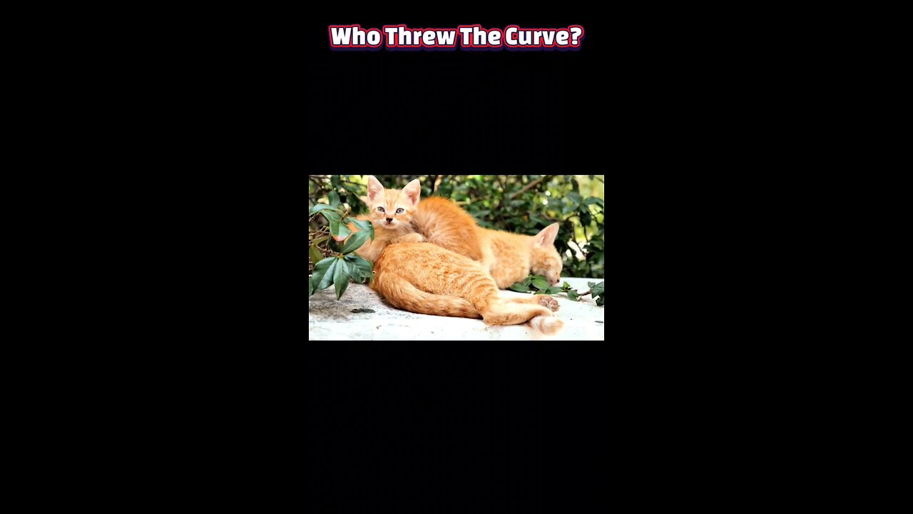 Marmalade Mysteries: Why Orange Cats Are Genetic Unicorns