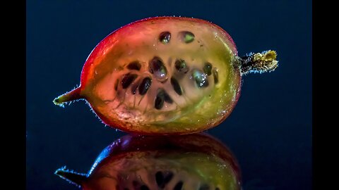 فاكهتان بنفس الاسم… لكن واحدة دواء والأخرى حلوى! | Amla vs Gooseberry" |ليان خميس| #غرائب_الطبيعة