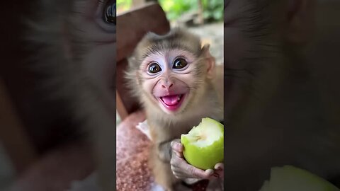 Happiness is a baby monkey smiling just for you! 😊🐒