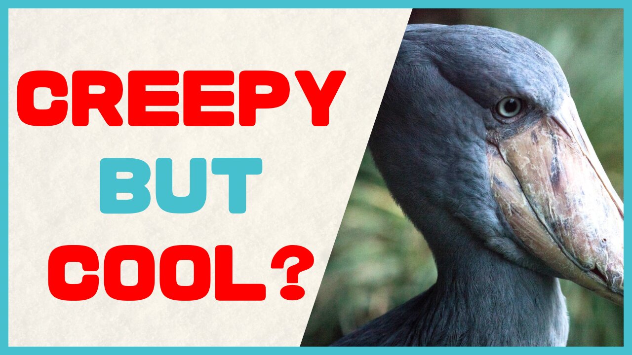 The Shoebill in 30 Seconds: Weird, Silent, Awesome