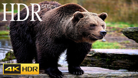 BEAR 4k HD 60fps Video _ Beautiful Animals HD Video