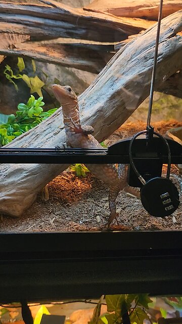Visiting Lizards in Toronto's Reptile Café
