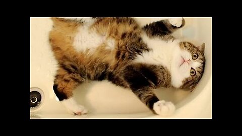 Want to LAUGH HARD, WATCH FUNNY CATS - Funny CAT compilation