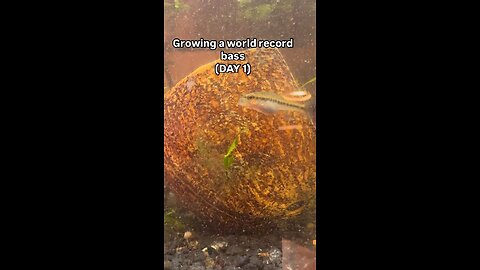 Day 1!! Growing out a WORLD RECORD Bass!!