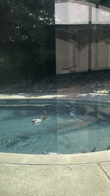 I caught ducks mating in my pool