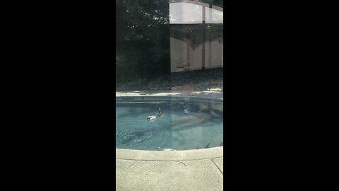 I caught ducks mating in my pool