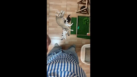 cat cute