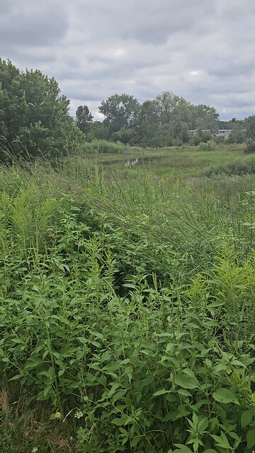 Fishbone Pond is Full Again