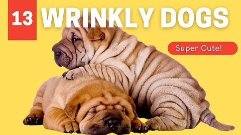13 CUTE Wrinkle Dogs To Melt Your Heart