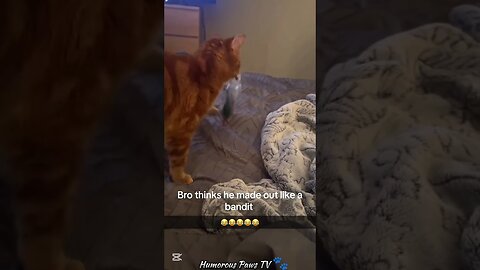 This Is What Happens When Animals Take Over!