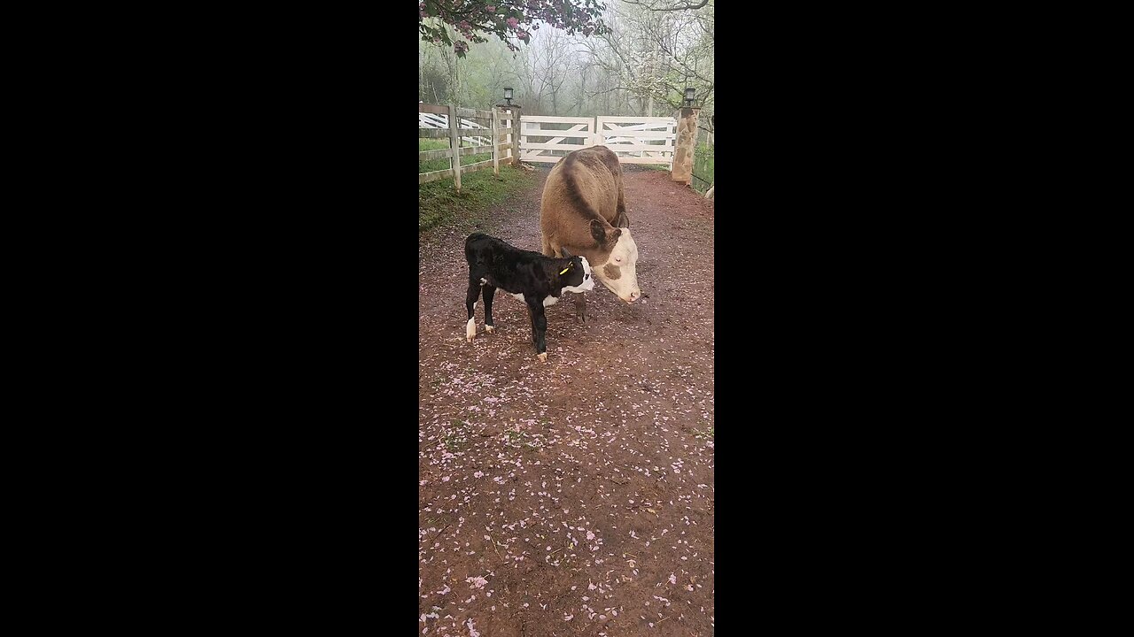 New baby heifer calf.