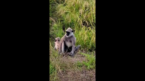 "Mother Monkey’s Protective Love | Wild Emotional Moment"