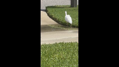 Miami Hurricanes Mascot The White Ibis! | 4K