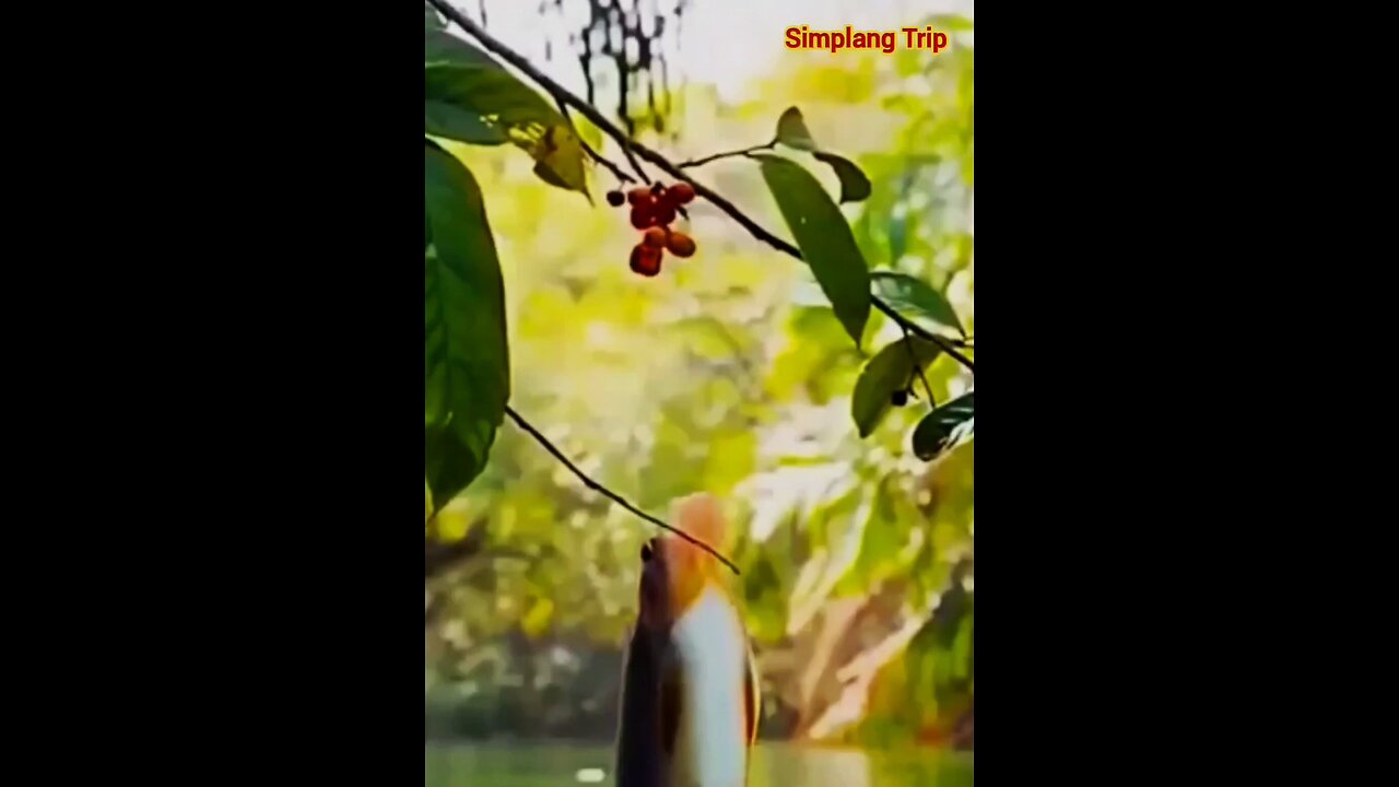 Simplang Trip 33: Here’s what will happen if the fish eats the river grapes.