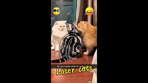 Loser cats