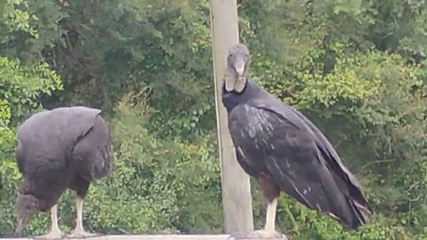 Two Buzzards that look and act like Democrats