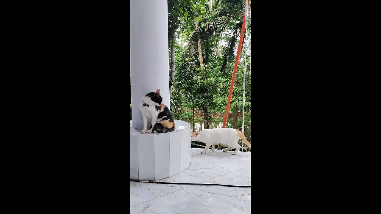Angry Cat love