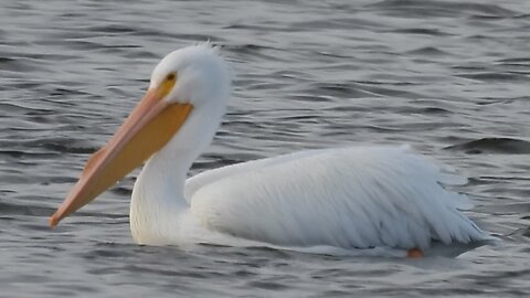 Watching White Pelicans is a rare Winter Delight!