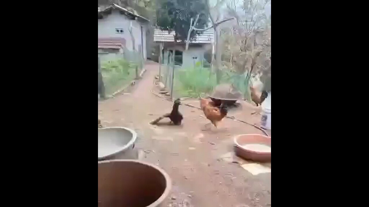 fighting between two birds