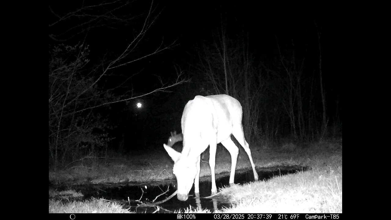 Deer Cam 03-28-2025