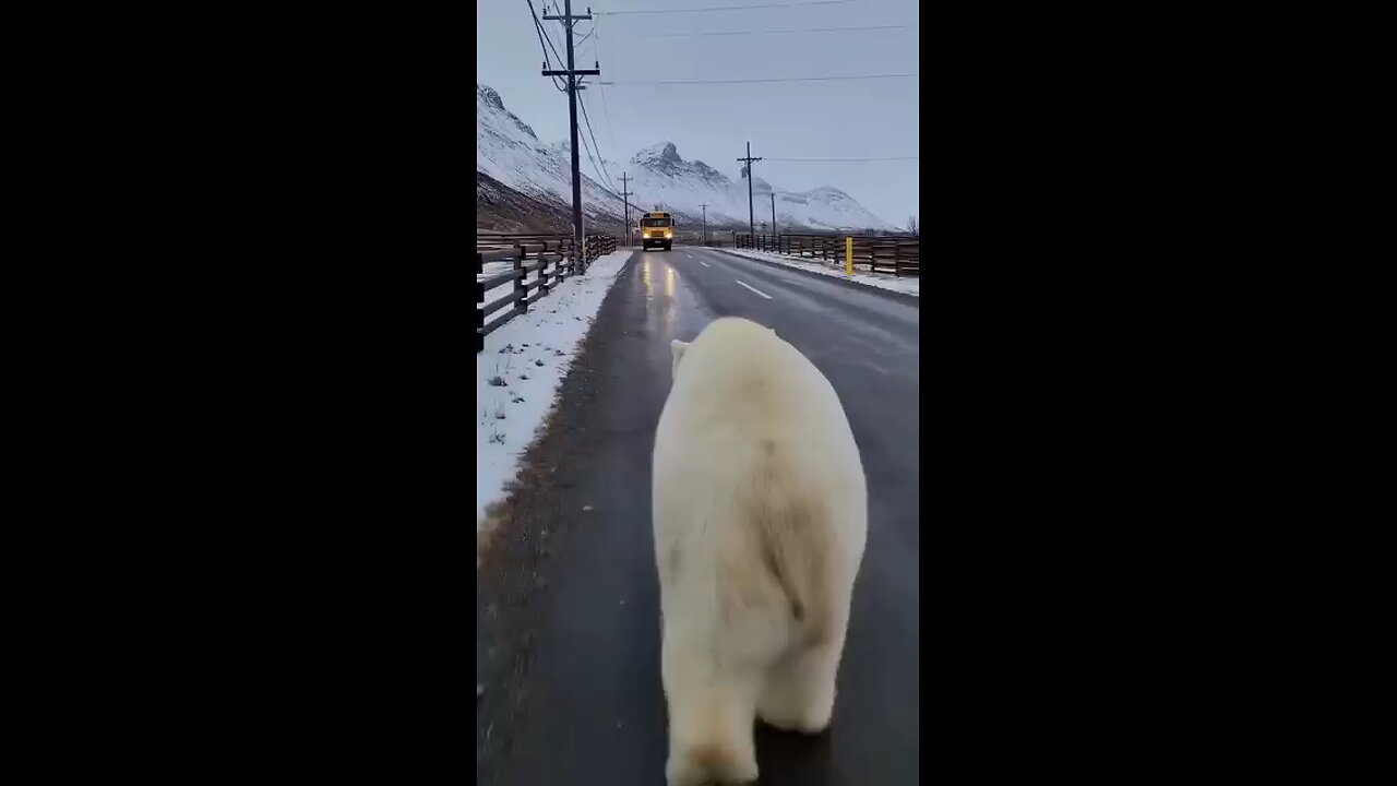Funny videos you ever seen💖👍