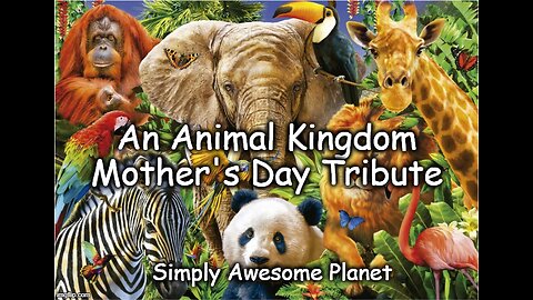 Amazing Animal Moms ! - Nature's Best Caretakers !