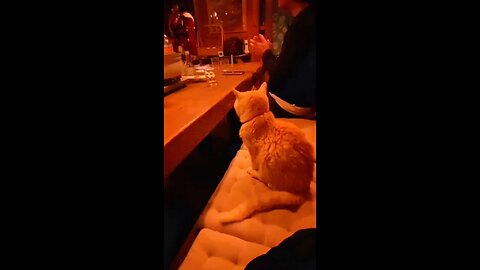Cat Dog Compilation