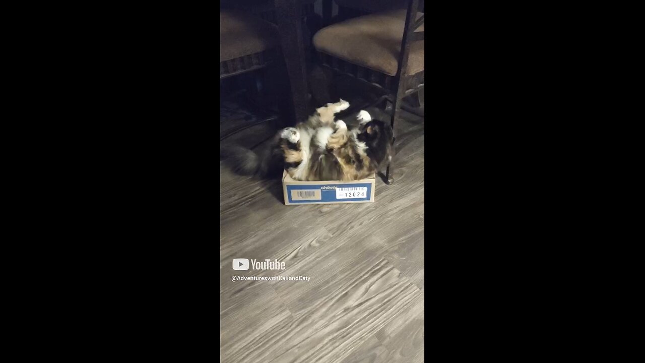 Cali being cute and funny 😹💖