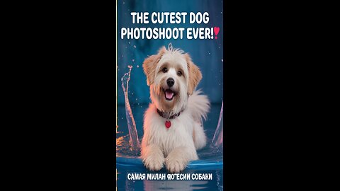 The Most Photogenic Dog in the World 🐶📸✨