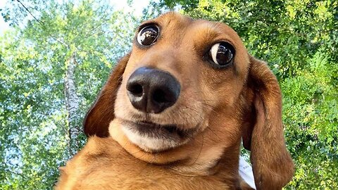 Best Animal Videos 2024 😂 - Funniest Dogs 🐶 And Cats 😺 Moments
