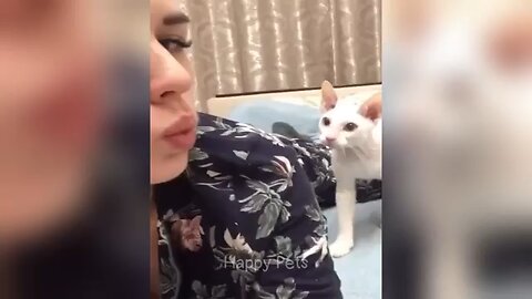 FUNNY VIDEOS CAT 2025