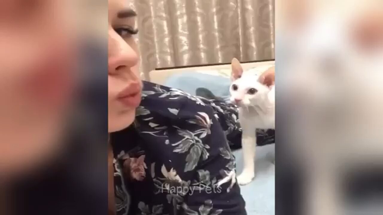 FUNNY VIDEOS CAT 2025
