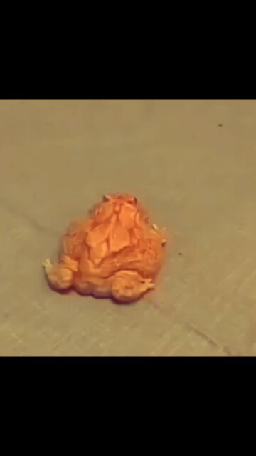 This frog got cake 😂