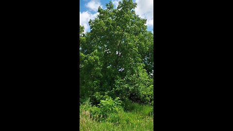 walnut tree swaying in the breeze