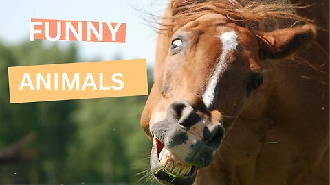 Funny Animals with crazy behaviours