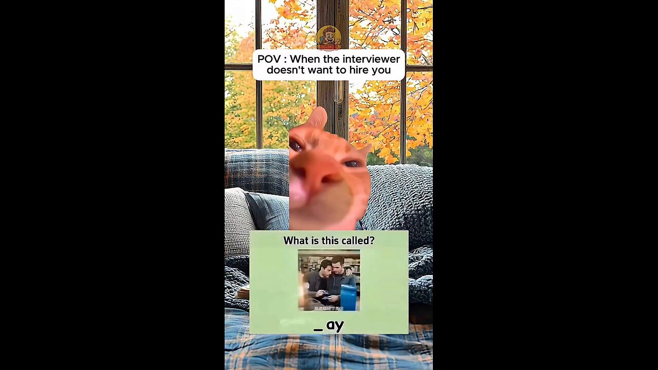 meme cat😹