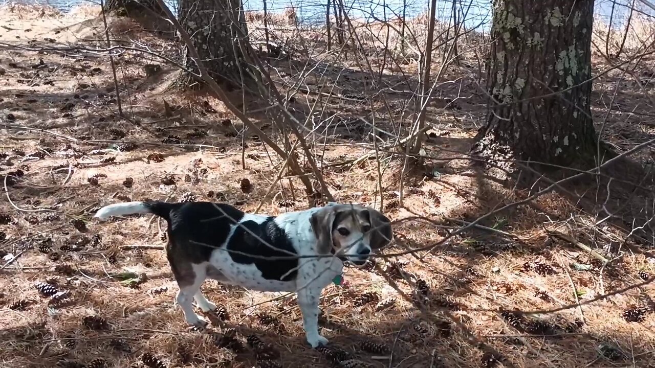 Bandit