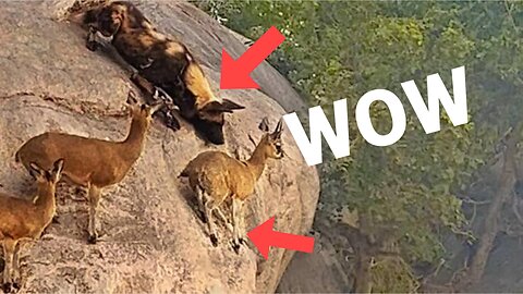 Watch how these mountain goats outsmart the wilddogs