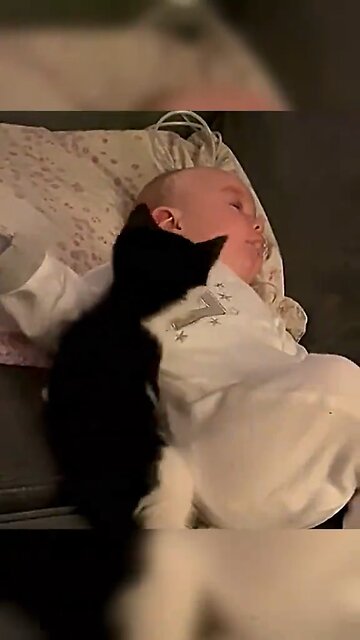 Cats love baby.