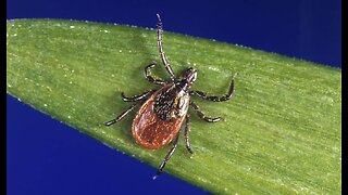 Nutty Professors Want All Humans Infected With Tick-Borne Red Meat Allergy
