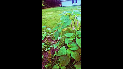 Saturday Garden tour before the heatwave!