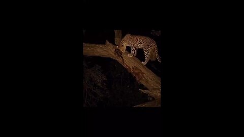 cheetah
